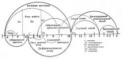 Годичный цикл развития винограда по Уралу Схема .jpg