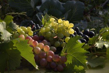 Южноуральский виноград.jpg