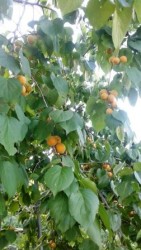 абрикос сеянец Матюнина Урожайность июль 2019 г.jpg