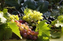 палитра Южноуральского винограда.jpg