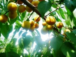 урожайность абрикоса.JPG