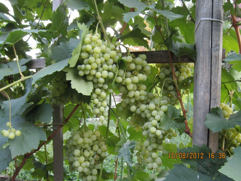 мой виноград 001.jpg