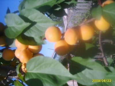 урожайность Южноуральского абрикоса.JPG