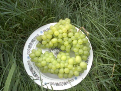мой виноград.jpg