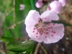 персик цветок тычинки.JPG